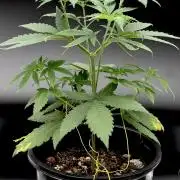 Is it a Boy or Girl? (mystery seed)