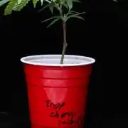 Trop Cherry | Holy Grail Clone