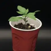 Mainline Attempt | Hawaiian Genetics