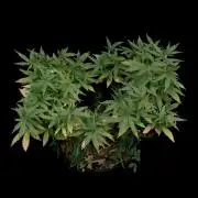 64 Cola Mainline Try | Hawaiian Genetics