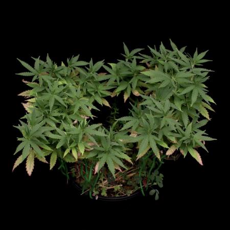 64 Cola Mainline Try | Hawaiian Genetics