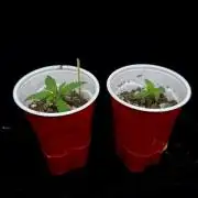 “Bonsai” Attempts #1