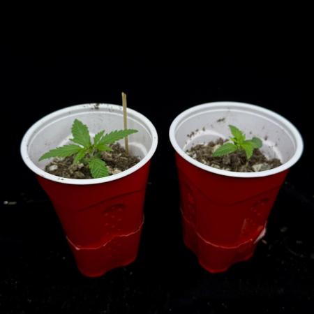 “Bonsai” Attempts #1