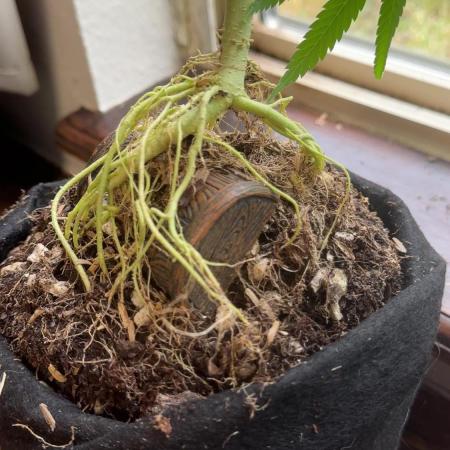 “Bonsai” Attempts #1