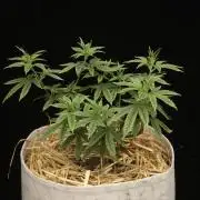 Hawaiian Bred Fire!!!