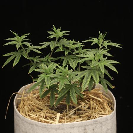 Hawaiian Bred Fire!!!