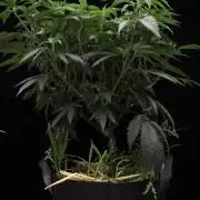 Impulse Purchase | Dispensary Clone