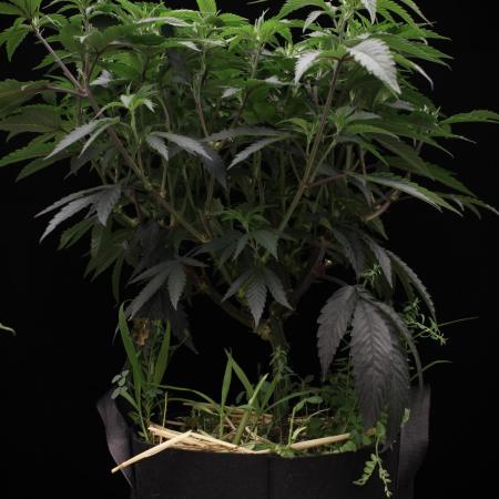 Impulse Purchase | Dispensary Clone
