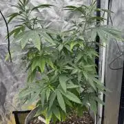 My First Seed to Harvest | Budget build