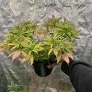 64 Cola Mainline Try | Hawaiian Genetics