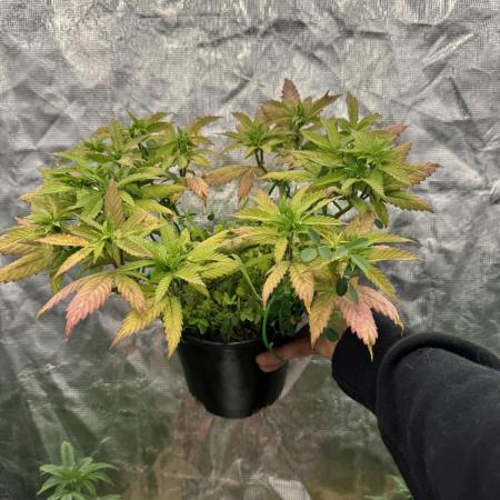 64 Cola Mainline Try | Hawaiian Genetics