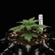 Dad’s Grow (“grow this for me son” LOL)