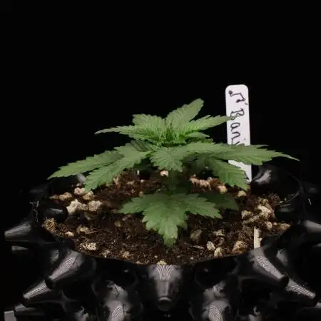 Dad’s Grow (“grow this for me son” LOL)