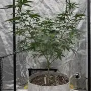 My First Seed to Harvest | Budget build