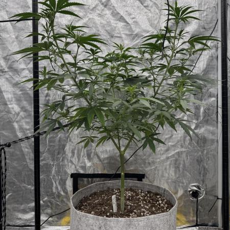 My First Seed to Harvest | Budget build