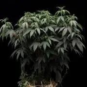 Impulse Purchase | Dispensary Clone