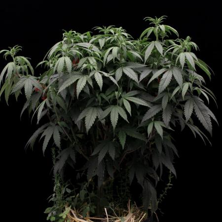 Impulse Purchase | Dispensary Clone