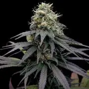 My First Seed to Harvest | Budget build