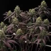 Impulse Purchase | Dispensary Clone