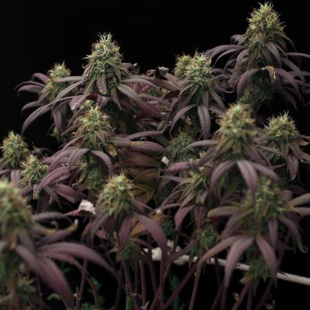 Impulse Purchase | Dispensary Clone