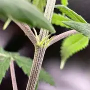 Is it a Boy or Girl? (mystery seed)