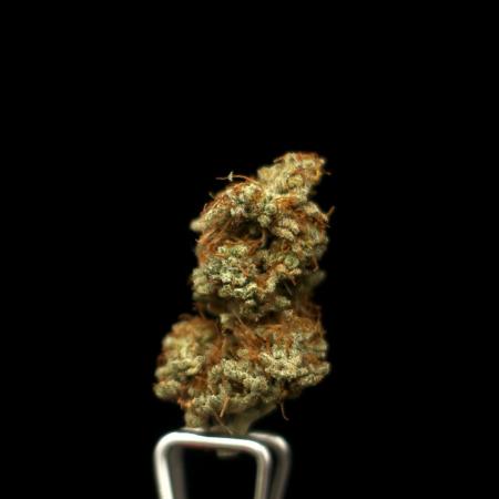 Dad’s Grow (“grow this for me son” LOL)