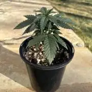 Is it a Boy or Girl?