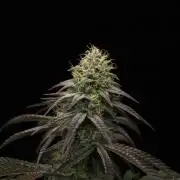 Hawaiian Bred Fire!!!