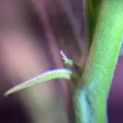 Is it a Boy or Girl? (mystery seed)