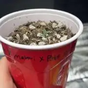 Island seeds in the Mainland (1)