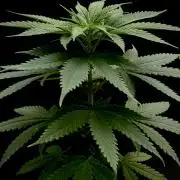 Island seeds in the Mainland