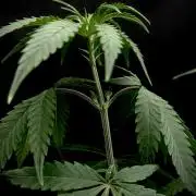 Is it a Boy or Girl? (mystery seed)