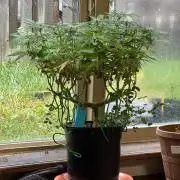 64 Cola Mainline Try | Hawaiian Genetics