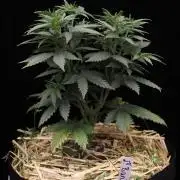 Dad’s Grow (“grow this for me son” LOL)