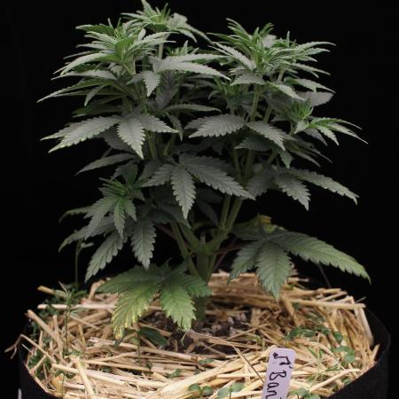 Dad’s Grow (“grow this for me son” LOL)