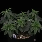 Hawaiian Bred Fire!!!