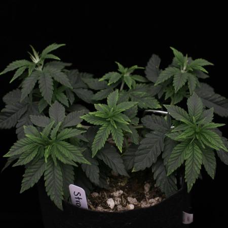 Hawaiian Bred Fire!!!
