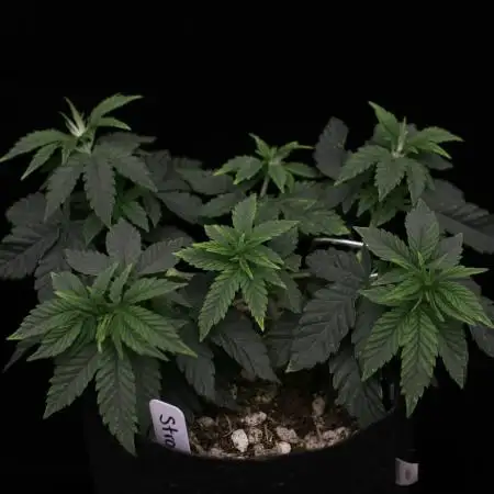 Hawaiian Bred Fire!!!