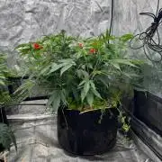 Trop Cherry Cut | Holy Grail Clone