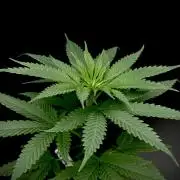 Island seeds in the Mainland