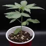 Island seeds in the Mainland