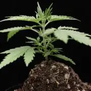 “Bonsai” Attempts #1