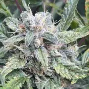 +speed first grow ever