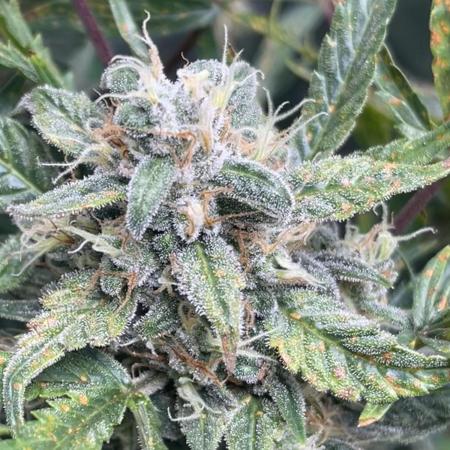 +speed first grow ever