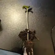 #7 Sticky Brocoli - Eternity cup