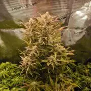 First time : Haze berry auto, NYC Sour D