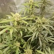 FB42 - Champion line - Mendo Frost Auto