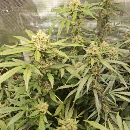 FB42 - Champion line - Mendo Frost Auto