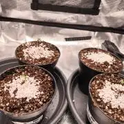 First grow, second haze berry auto