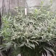 FB42 - Champion line - Mendo Frost Auto